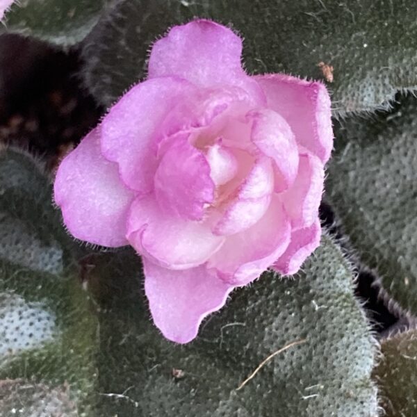 Ness Satin Rose Semi Mini - Image 4