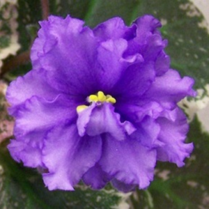 Wranglers Swinging Blues Standard