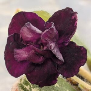 Dark Night of the Soul SemiMini