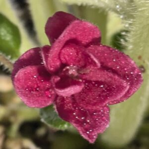 Mac's Mesmerizing Meteor Semi-Mini